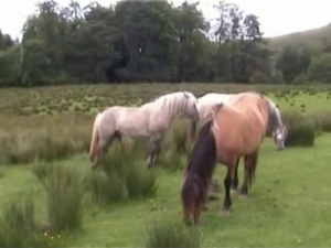 Two horses getting it on in private
