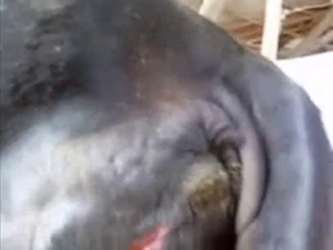 Extremely hot fingering in a zoo vid