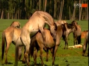 Various animal couples fucking hard