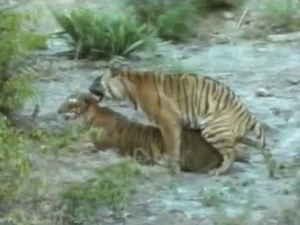 Sexy tiger flaunting it outdoors