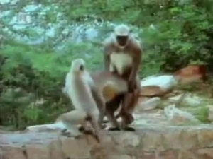 Slutty monkey getting fucked in doggy