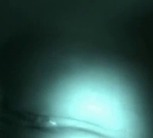 Intense nighttime bestiality right here