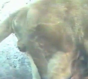 Close-up action with animals only
