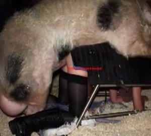 Creampied by a big-dicked pig here