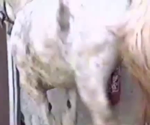 When animals are left to their own devices