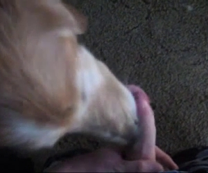 Attentive dog love lapping that cock