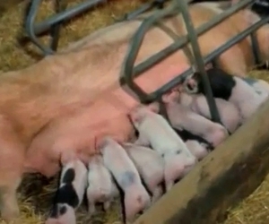 Pig is gonna get punished here