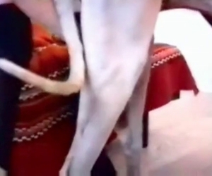 Intense action with seductive dogs