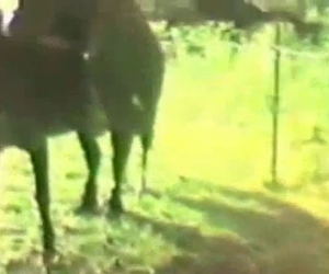 Horses are the hottest, that's a fact