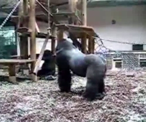 Big-dicked gorilla fucking real hard