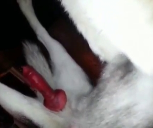 You're gonna love this red dog cock