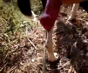 Red cock showcased outdoors