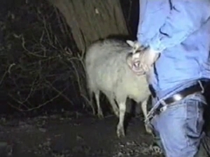 Canadian tuxedo dude rapes an animal