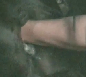 The pussy of a horse is totally banged by a zoophile