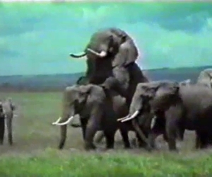 Animals show off their incredible appetite for sexual stuff