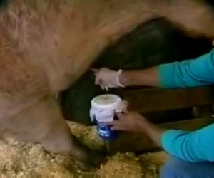 Farmer is into the jizz of the pigs cause he likes it