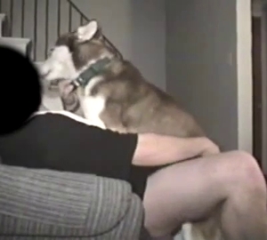 Doggie with a large cock is having fun with a fellow