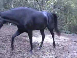 Zoo sex on the farm for a cute little pony that is black