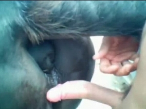Sexy horse having an intense sexual entertainment