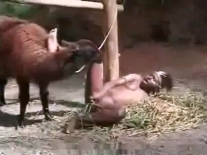 Sexy farm animal is looking for a pussy