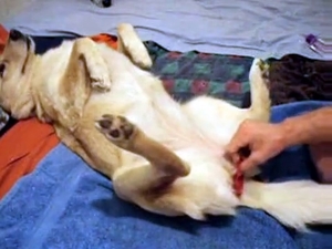 Dog's holes pleasured by a dildo