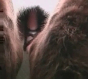 Horse ass is being fucked hard by a strapon