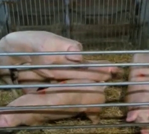 Impressive zoo sex with pigs and whatnot