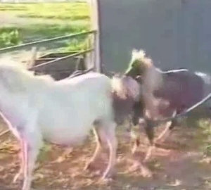 A cute animal with a huge dick is enjoying nasty games