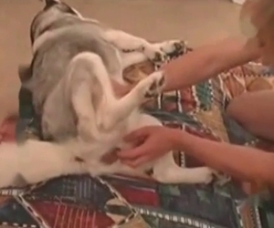 Dude orally servicing his dog