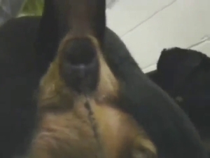 Dude is going to get his ass fucked by a dog