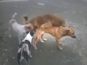 On a busy street, these animals are fucking