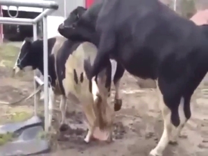 Zoo sex with sexy beasts that show real lust