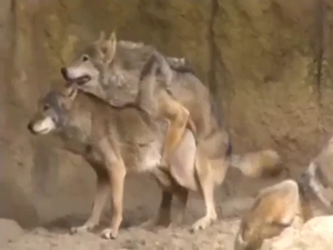 Wolf zoo XXX with doggystyle banging, orgasms