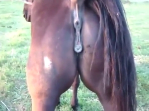 Mare pussy is going to get destroyed as well