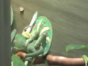 Chameleon showing off its pretty cock and such