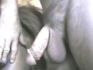 Mare with a wet cunt is going to get fucked