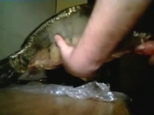 Fish fucking scene with a guy who gets lucky