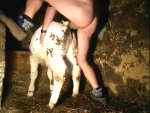 Calf's asshole gets fucked by a wicked dude