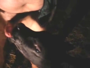 Calf blowjob for a fat guy who wants to get off