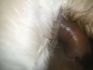 White dog's asshole gets rammed by a hairy guy