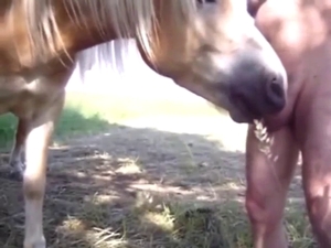 Horse is going to suck a guy's dick while outside