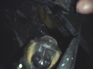 Dog is going to get fucked orally at midnight