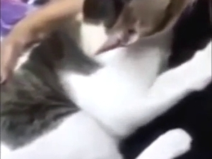 Milk-hungry kitty to fall in love with tits