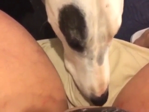 Meaty pussy is getting licked by a horned-up dog